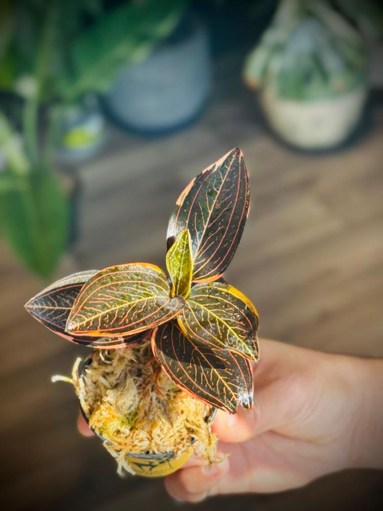 LUDISIA DISCOLOR Variegated. JEWEL