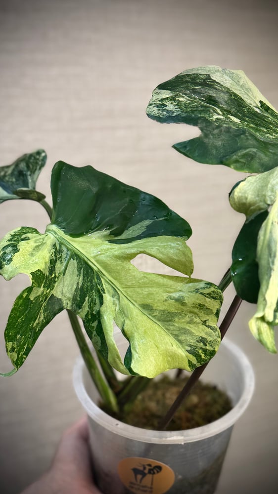 MONSTERA OCEAN MINT