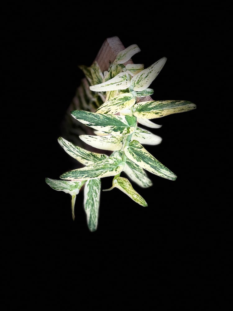 RHAPHIDOPHORA TENUIS ALBO