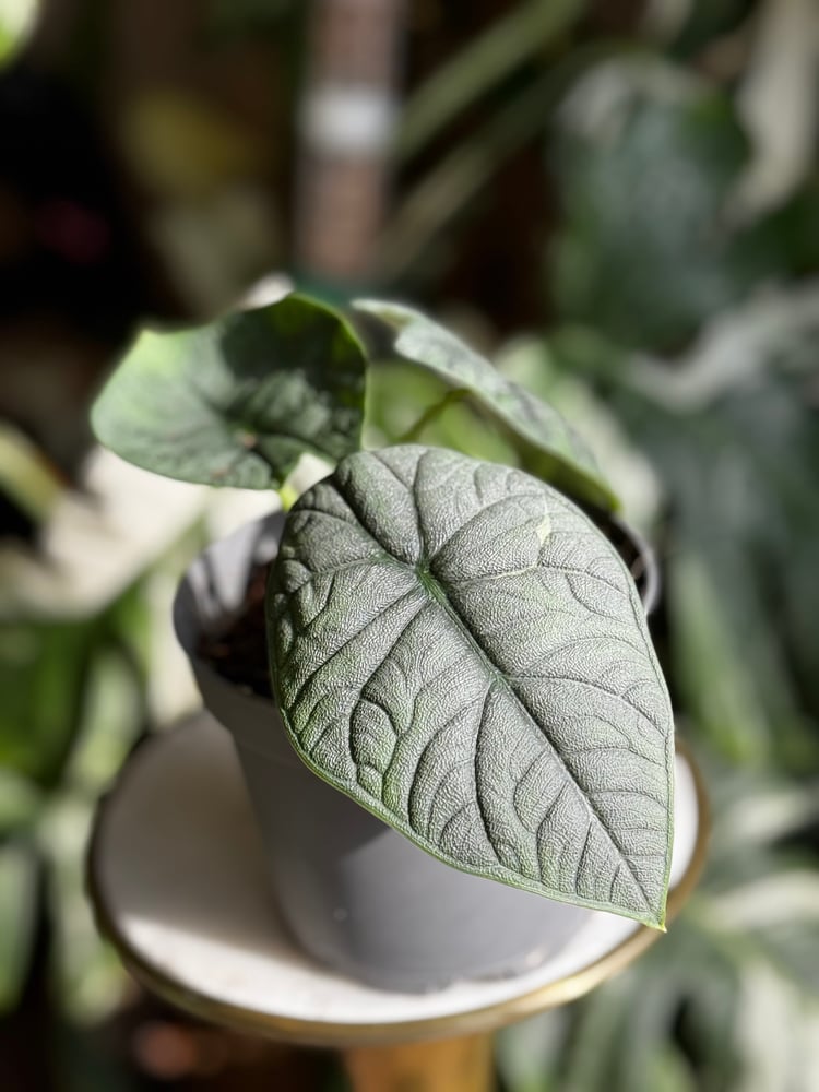 Alocasia Melo