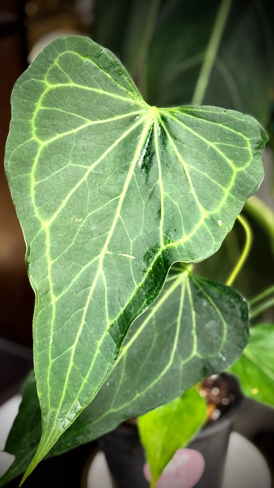 ANTHURIUM DELTA FORCE