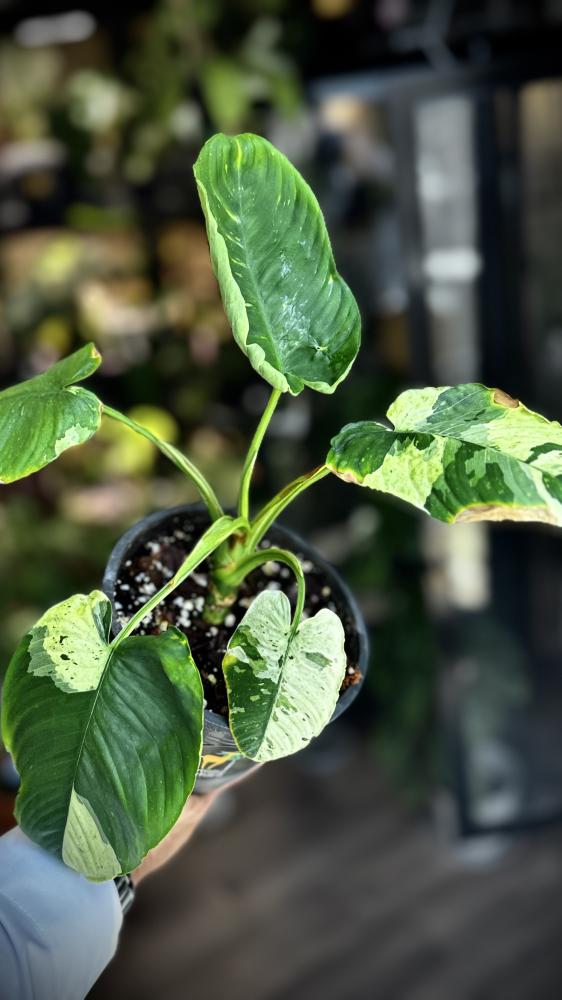 MONSTERA LANIATA MOTT