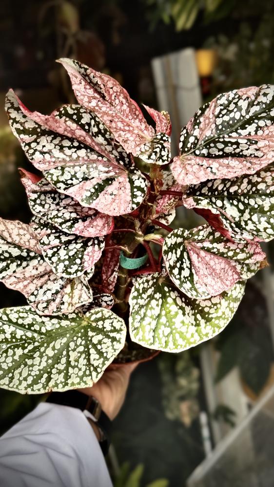 BEGONIA REX MIX VARIETIES