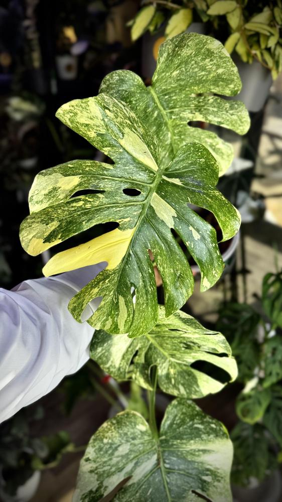 MONSTERA DELICIOSA LEGAZY
