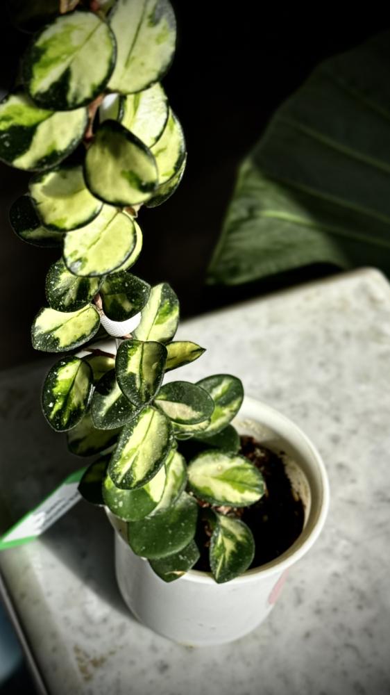 HOYA MATHILDE VARIEGA