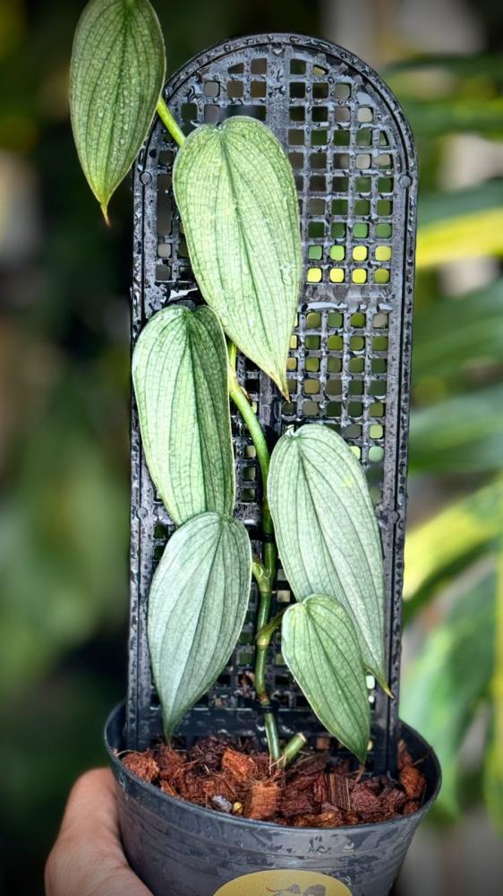 PHILODENDRON BURLE MARX FANTY+POLE