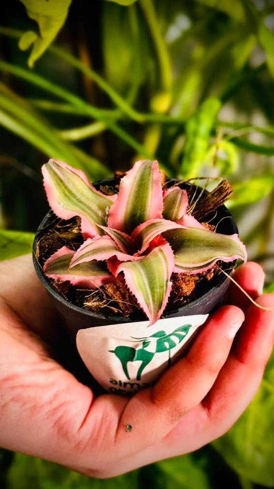 CRYPTANTHUS BIVITTATUS PINK
