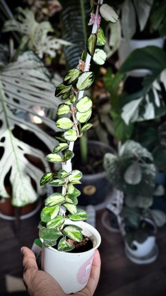 HOYA MATHILDE VARIEGA