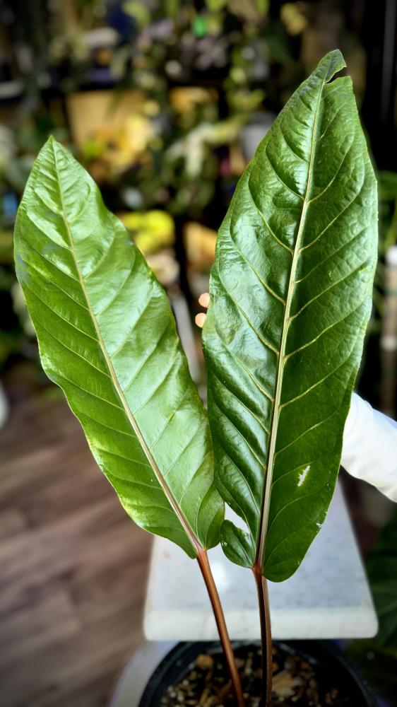 ANTHURIUM HOOKERI BLACK DRAGON