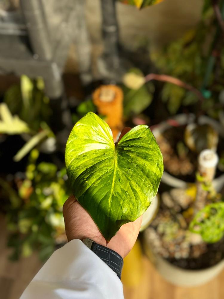 HOMALOMENA RUBESCENS