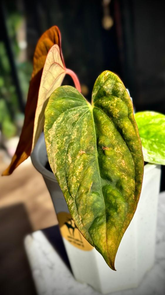 ANTHURIUM HYBRID VARIEGATED