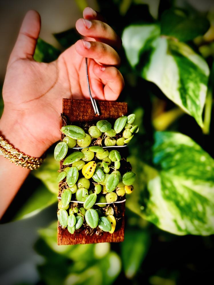 MINI ORCHID - BULBOPHYLLUM LEION ORCHID