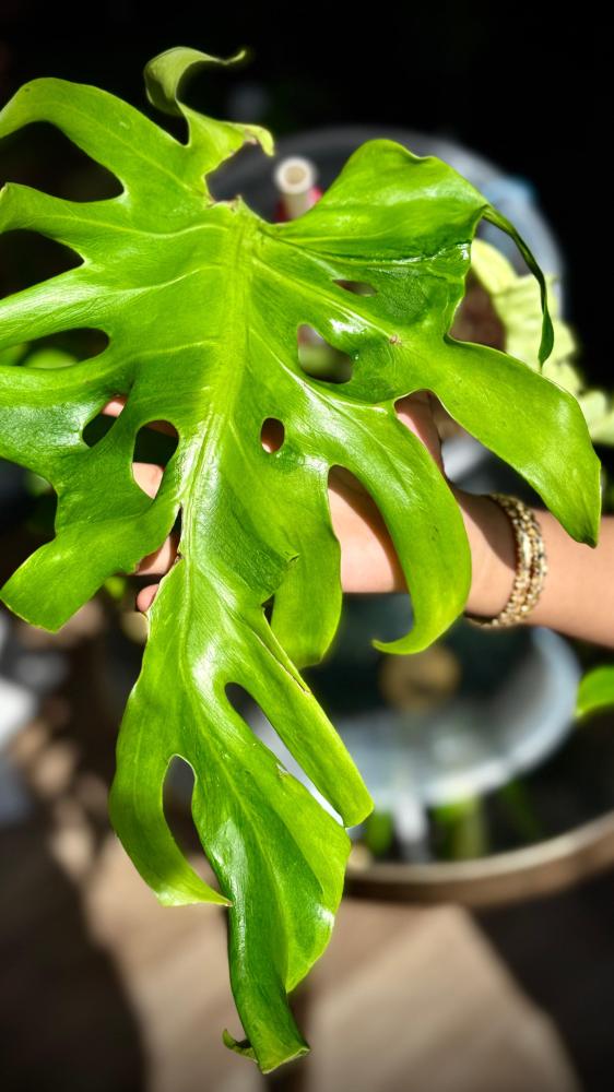 MONSTERA OCEAN MINT