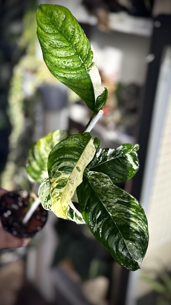 RHAPHIDOPHORA PUBERULA Variegated
