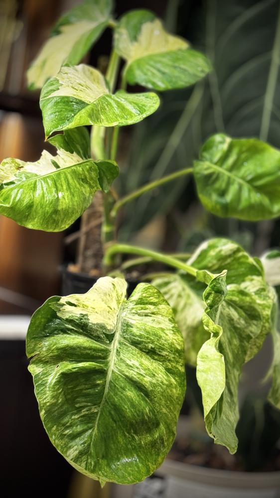 POTHOS N JOY (BIG LEAF)