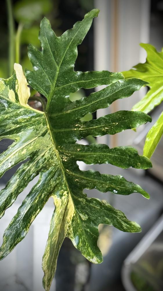 PHILODENDRON SELLOUM Variegated
