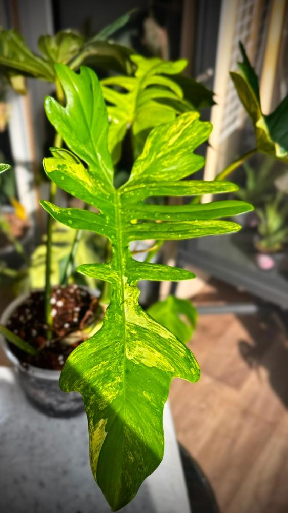 PHILODENDRON FLORIDA X MAYOI