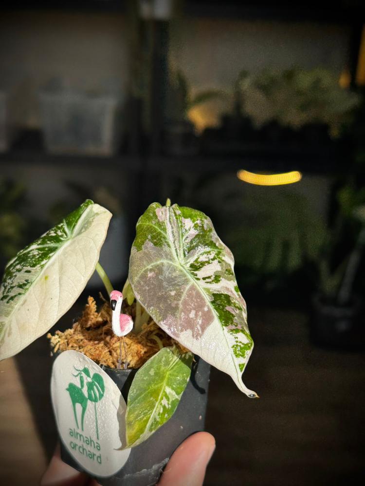 ALOCASIA BLACK VELVET PINK