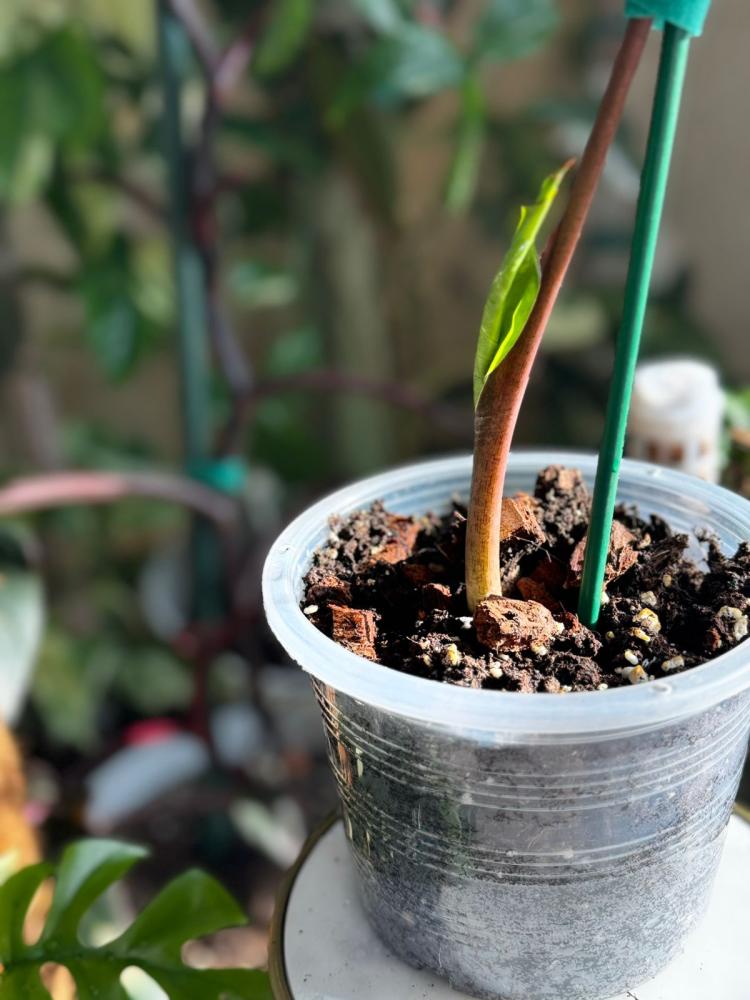 HOMALOMENA RUBESCENS