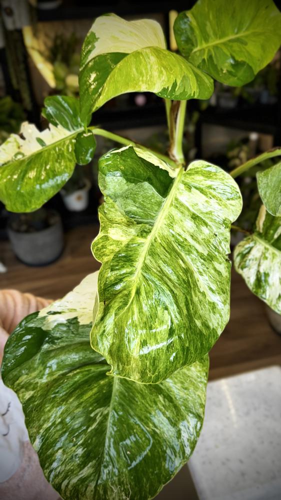 POTHOS N JOY (BIG LEAF)