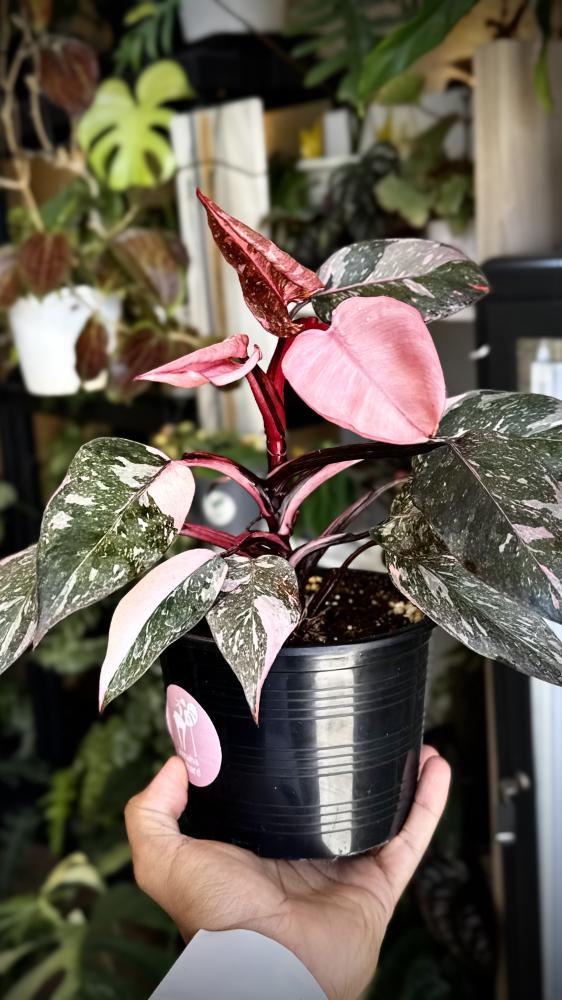PHILODENDRON PINK PRINCESS MARBLE GALEXY