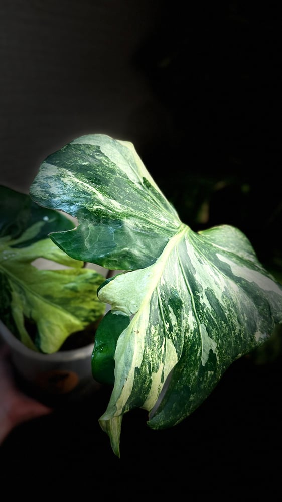 MONSTERA OCEAN MINT