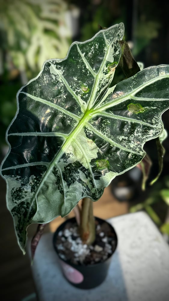 ALOCASIA AMAZONICA ALBO