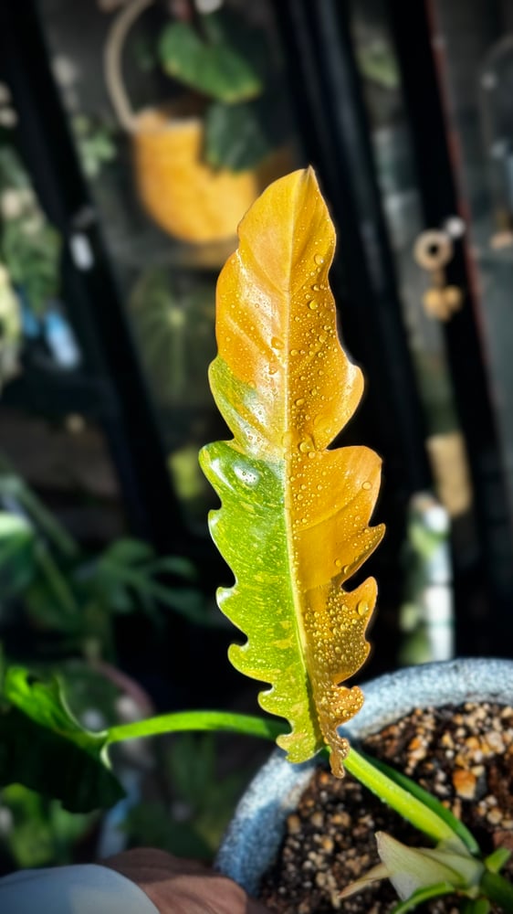 philodendron ring of fire