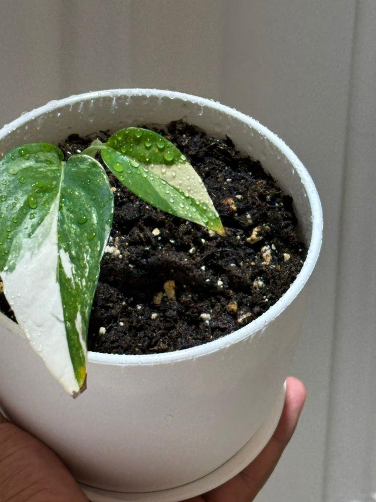 Epipremnum pinnatum albo variegata, Rarität