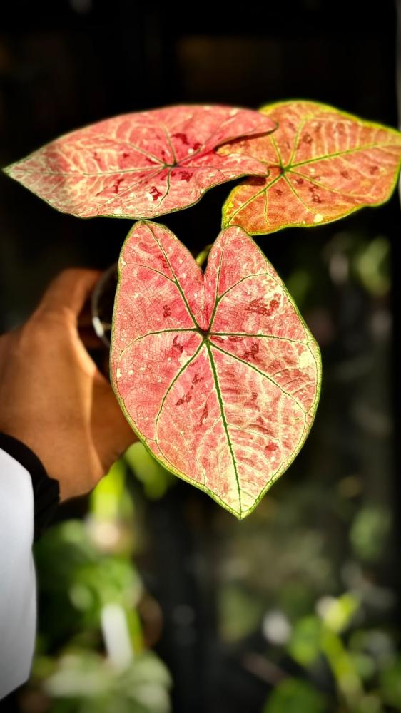Caladium