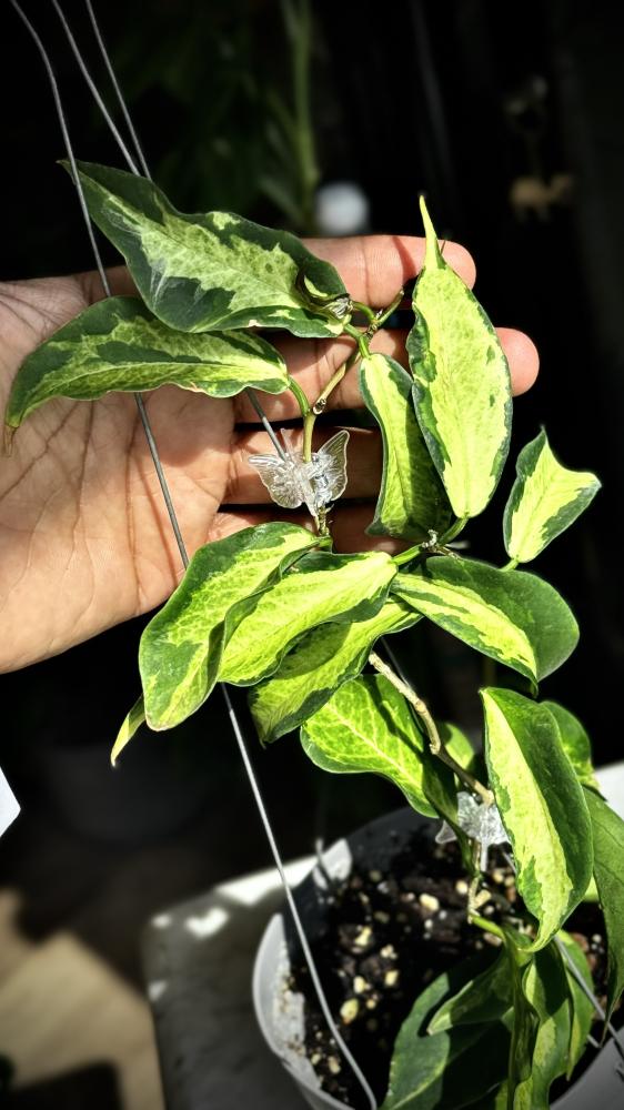 HOYA KENEJIANA ALBO
