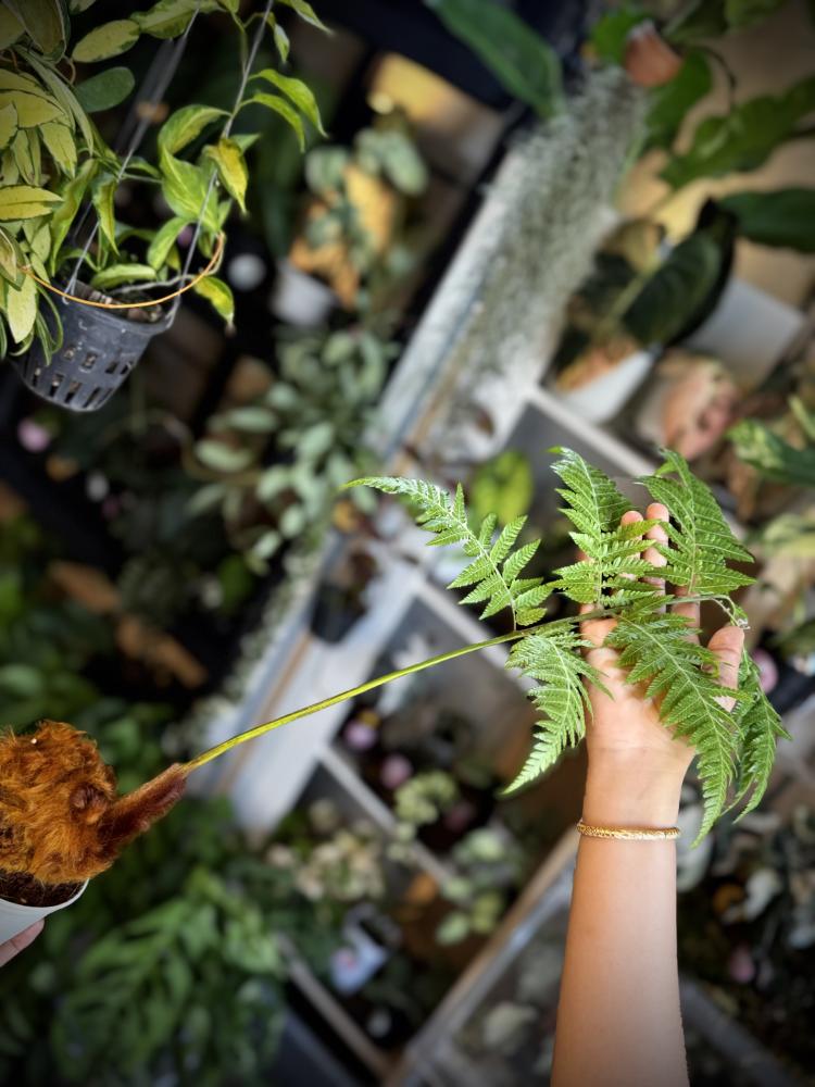 GOLDEN CHICKEN FERN