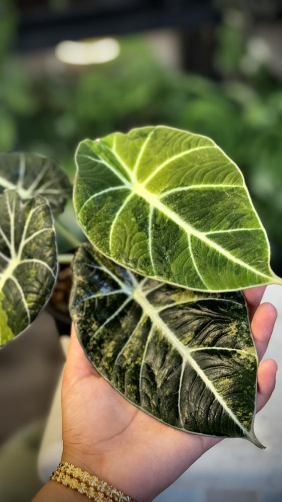 ALOCASIA BLACK VELVET GOLD
