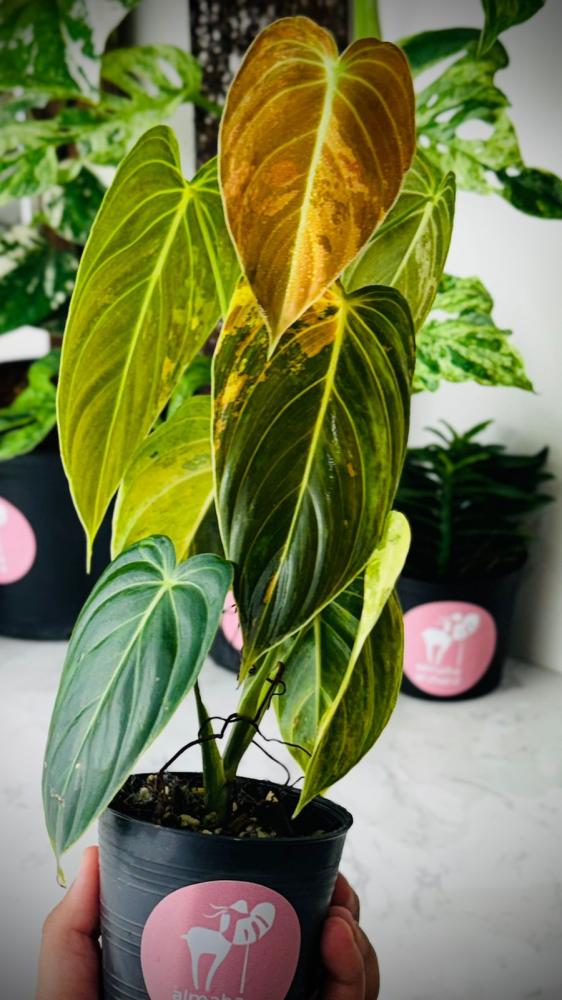 PHILODENDRON MELANOCHRYSUM Variegated