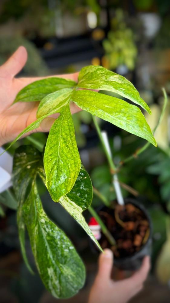 AMYDIUM MEDIUM VARIEGATED
