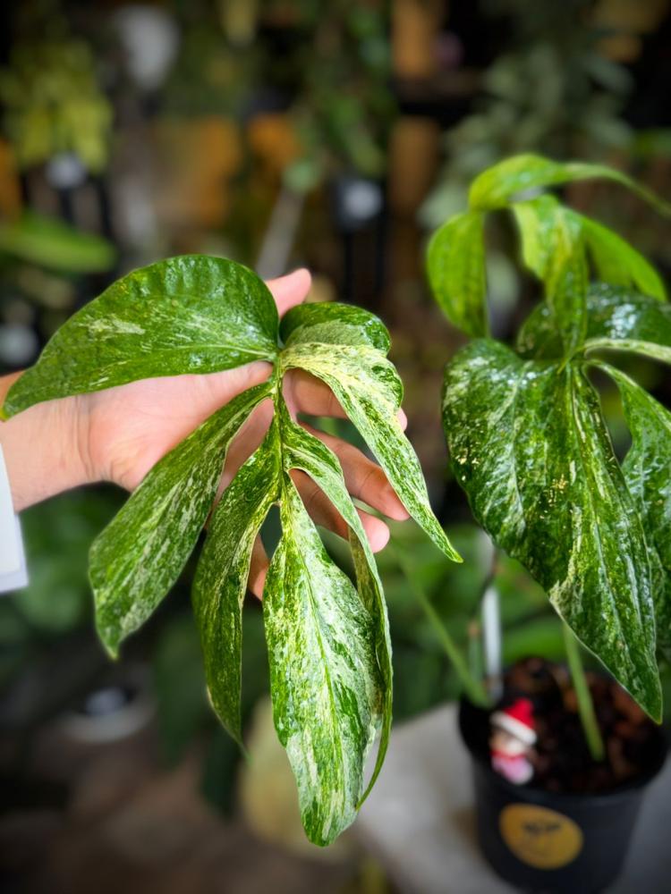 AMYDIUM MEDIUM VARIEGATED