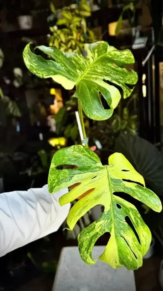 MONSTERA OCEAN  MINT