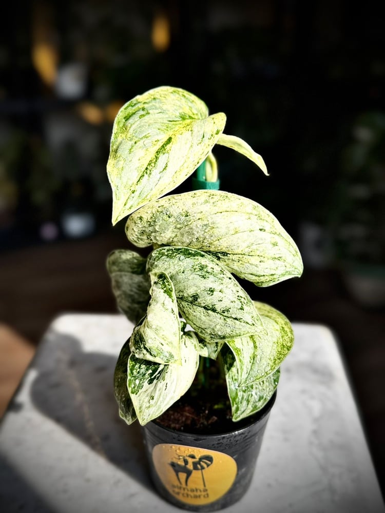 SCINDAPSUS PEASUN