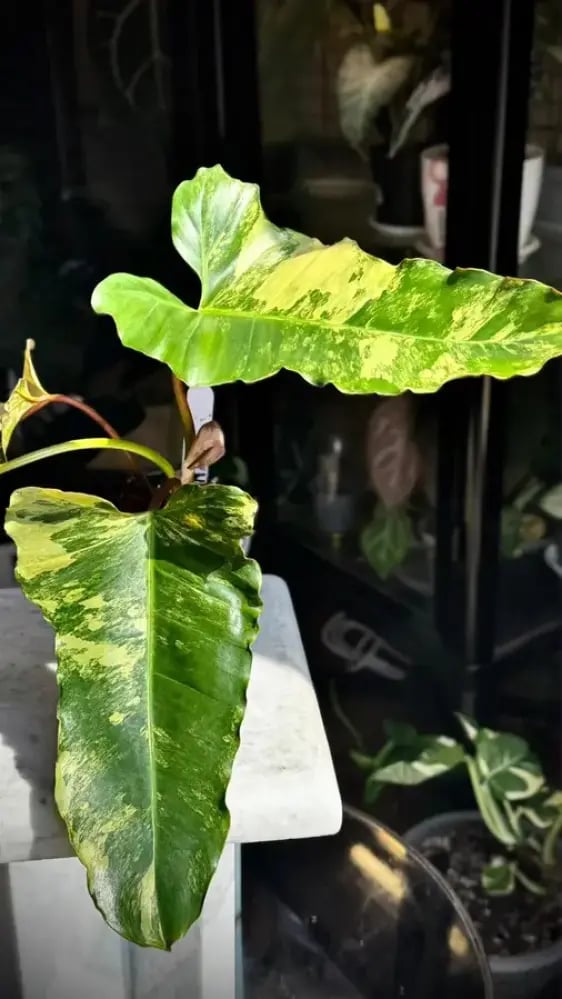 PHILODENDRON HYBRID Marron