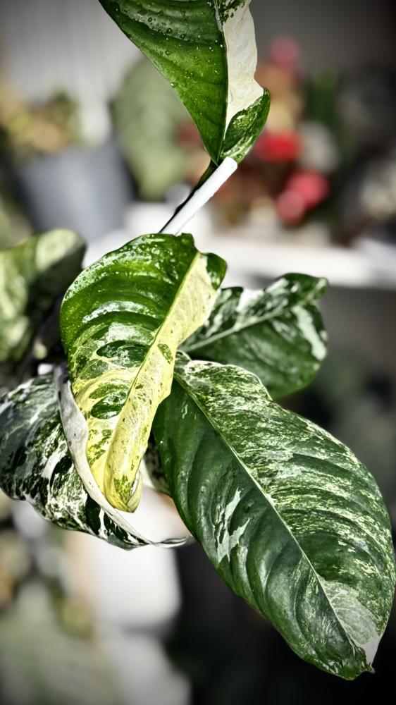 RHAPHIDOPHORA PUBERULA Variegated
