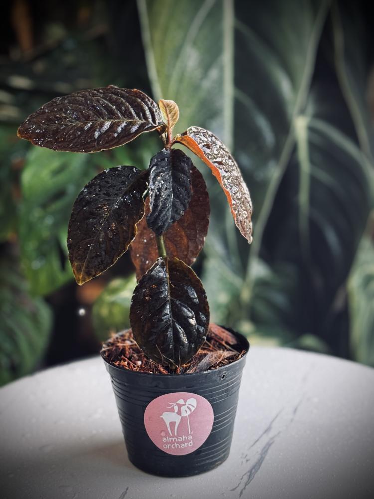ARDISIA BLACK BOAT