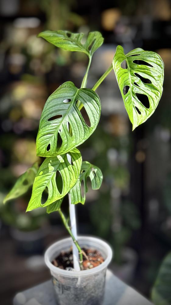 monstera lechleriana