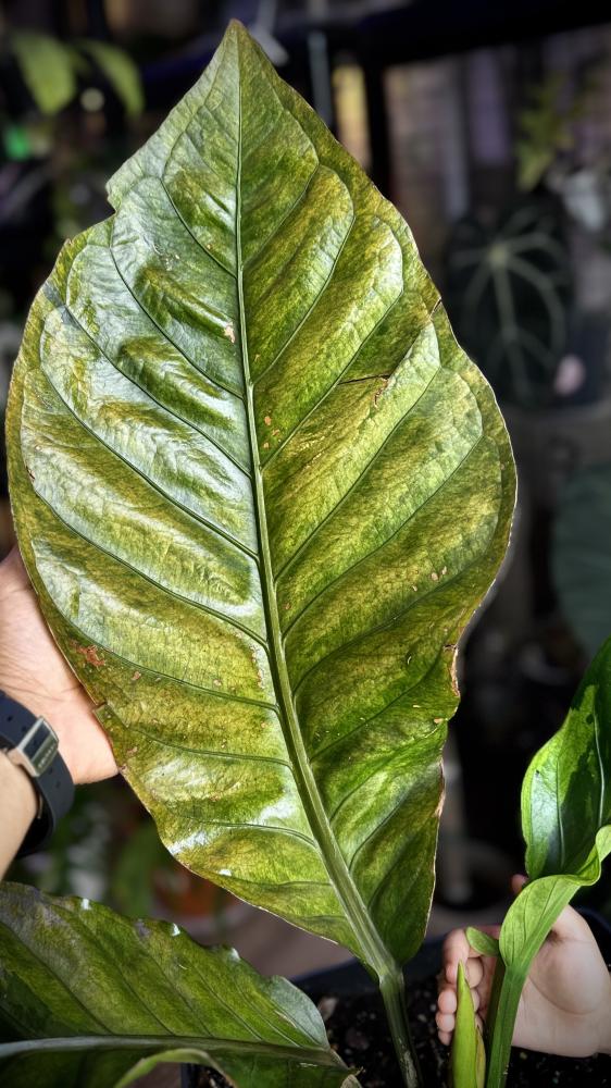 ANTHURIUM HOOKERI BIRDS NEST VARIEGATED