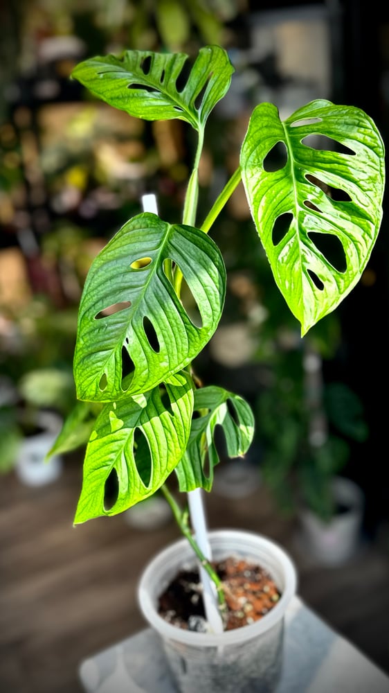 monstera lechleriana