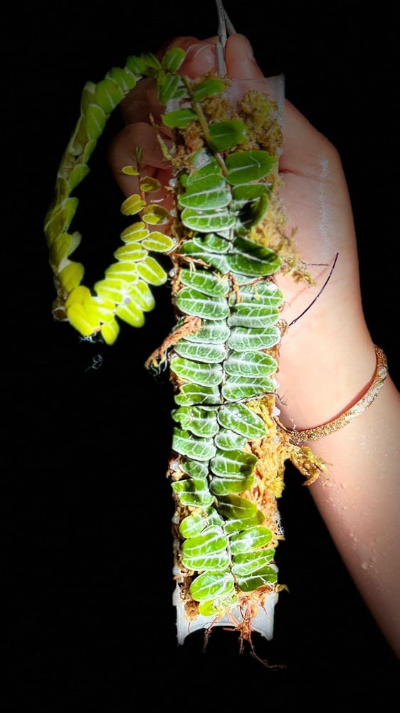 MARCGRAVIA UMBELLATA