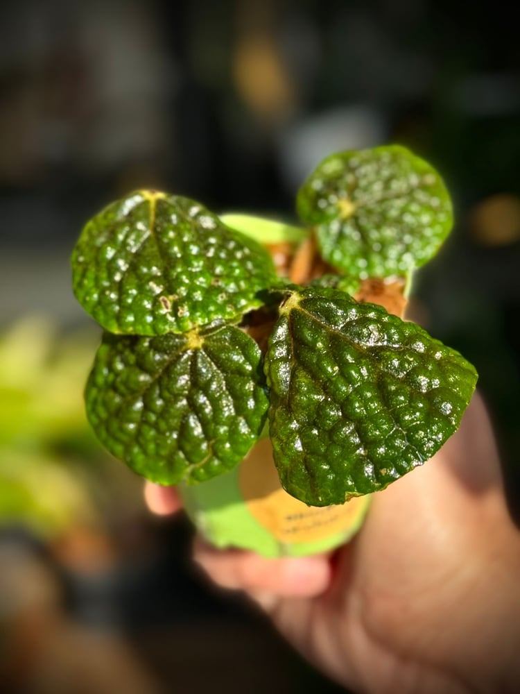 Begonia bullatifolia