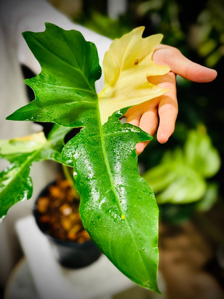 PHILODENDRON GOLDEN DRAGON
