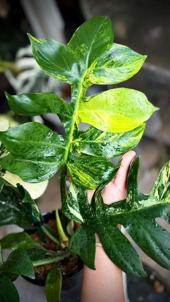 PHILODENDRON DISTANTILOBUM VARIEGATED