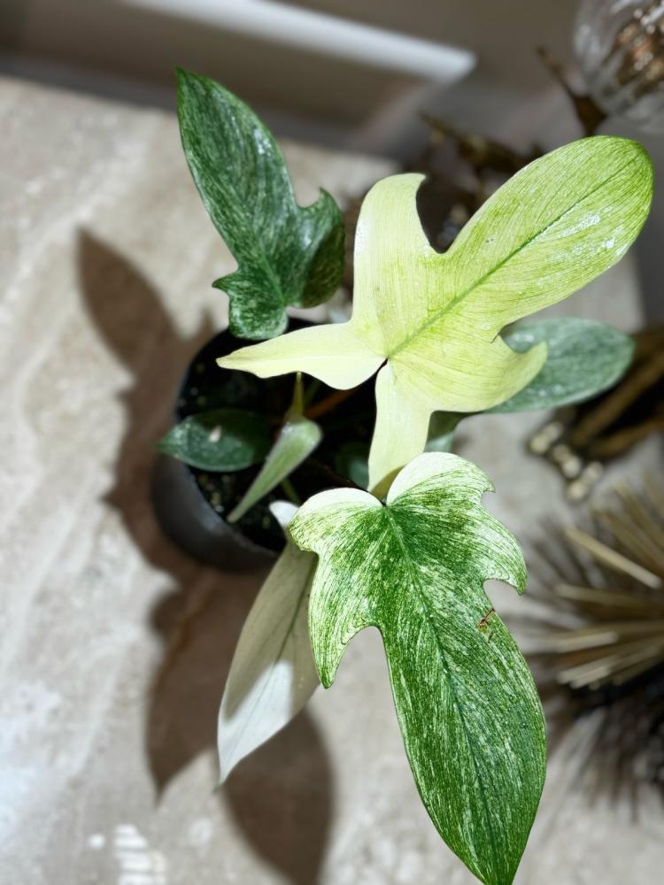 فيلوديندرون فلوريدا قوست - Philodendron Florida Ghost