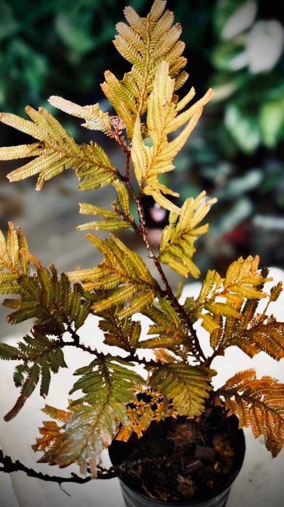 SELAGINELLA SP. BROWN